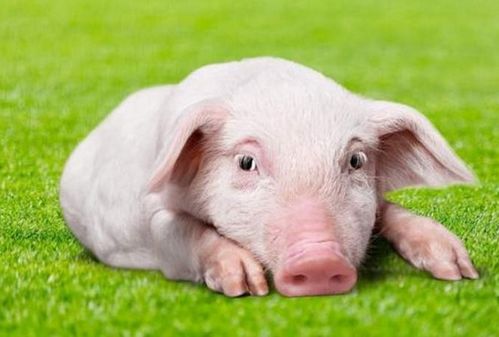 生肖豬的朋友，12月將有貴人來(lái)圓你20年的愿望，看看他是誰(shuí)