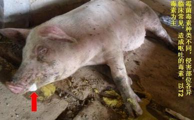 豬嘔吐是怎么回事兒？這5種原因，其中有一個(gè)是大麻煩！