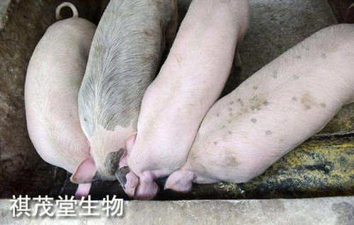 2022年生豬業 以“三高”開局，以深度調整收尾