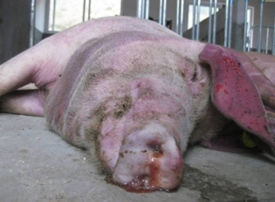 育肥豬皮膚發(fā)紅？警惕這三大常見疾病